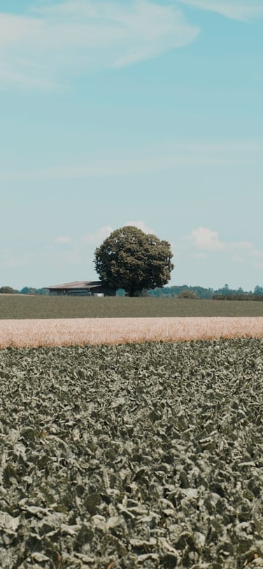 A flat landscape with fields and a few trees in the background.