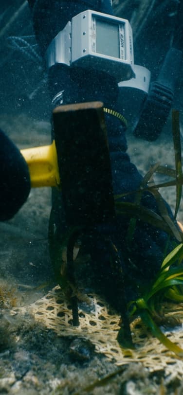 Posidonia exploration of the sea floor